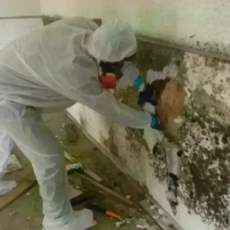 Mold Remediation and Removal in McAlester, OK